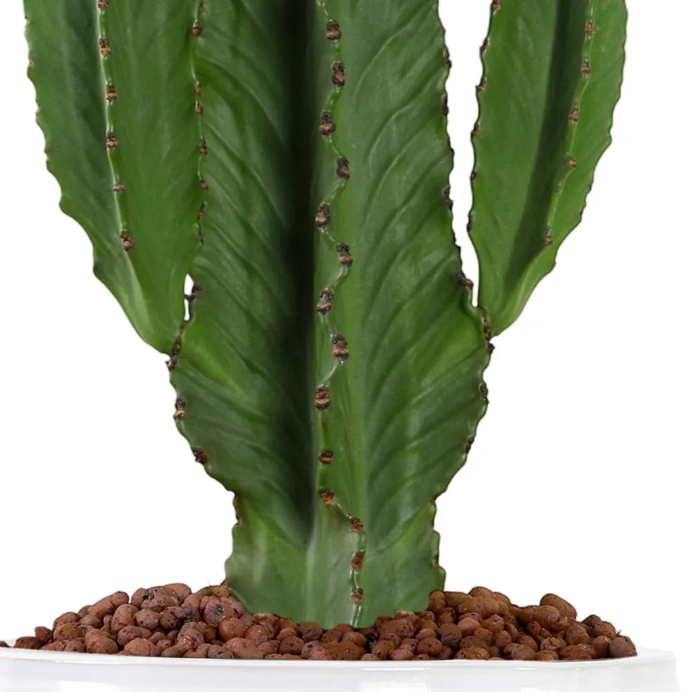EUPHORBIA INGENS IN WHITE PLANTER