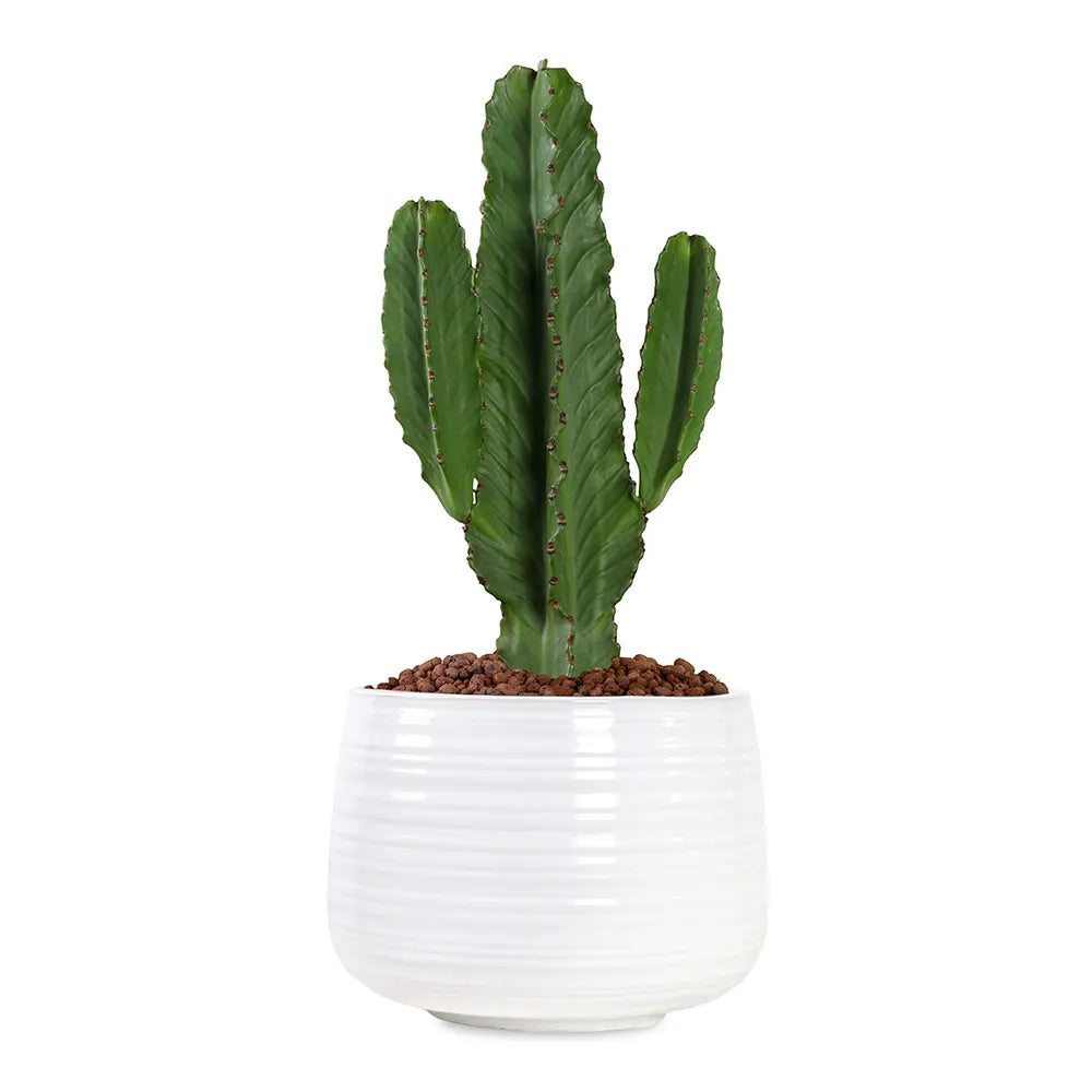 EUPHORBIA INGENS IN WHITE PLANTER
