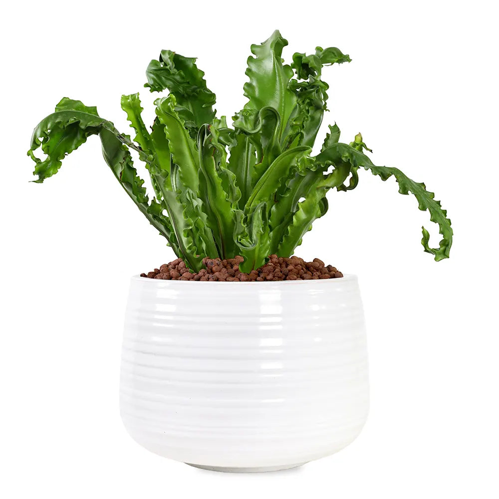ASPLENIUM NIDUS IN ROUND WHITE CERAMIC POT