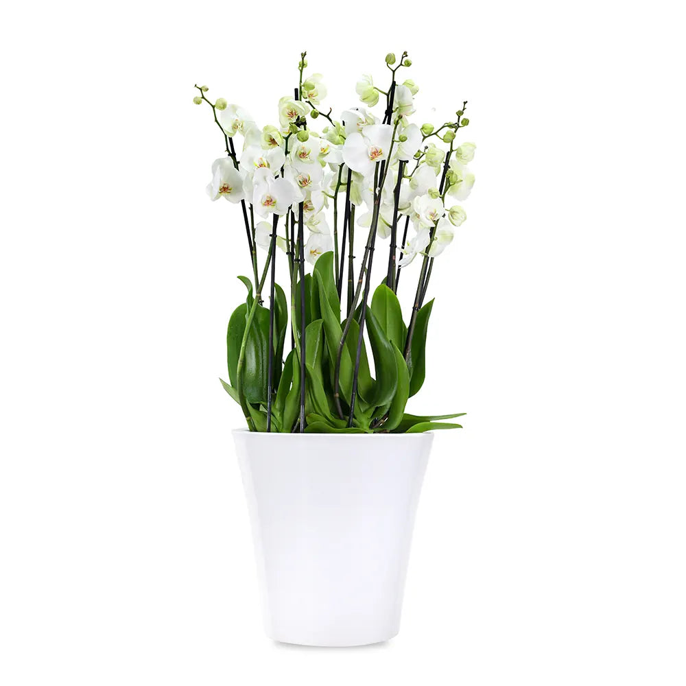 ORCHIDS IN WHITE POT
