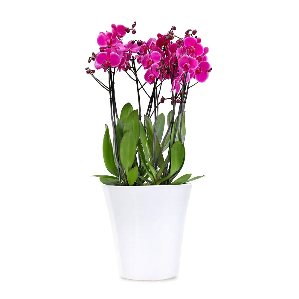 PINK ORCHIDS IN WHITE POT