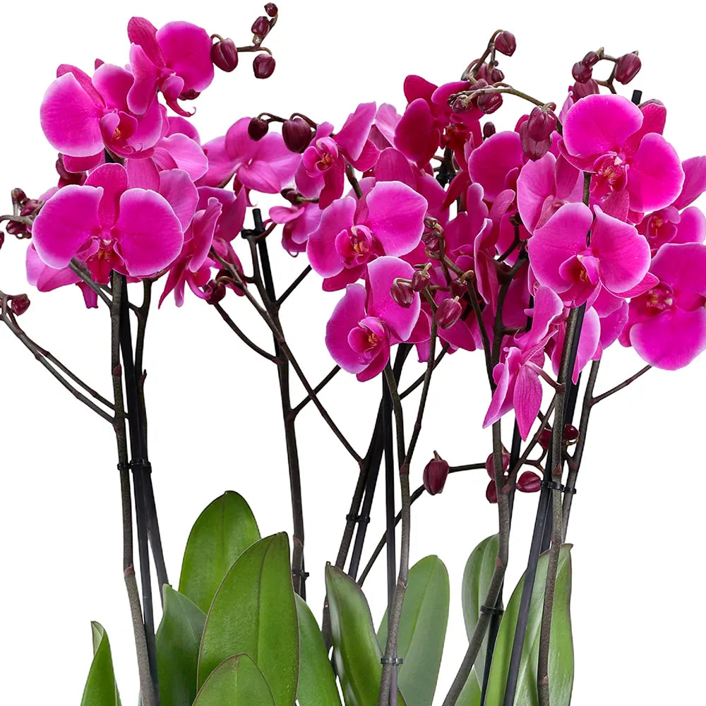 PINK ORCHIDS IN WHITE POT