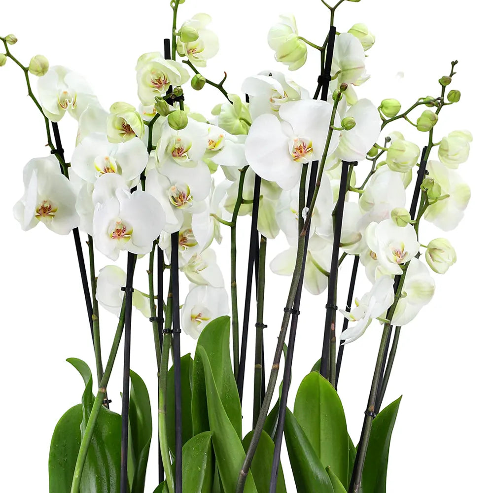 ORCHIDS IN WHITE POT