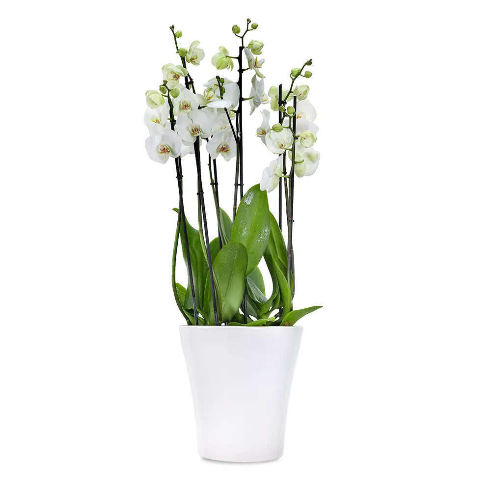 ORCHIDS IN WHITE POT