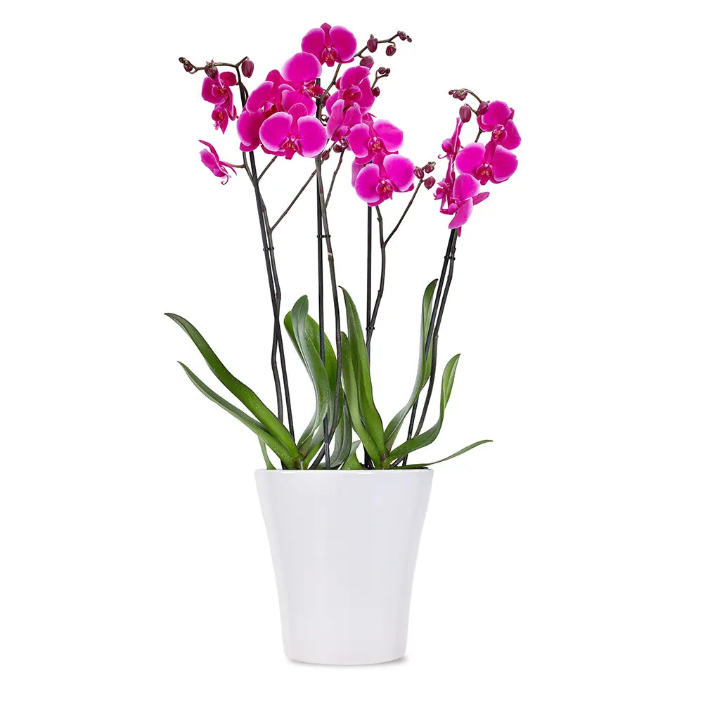 PINK ORCHIDS IN WHITE POT