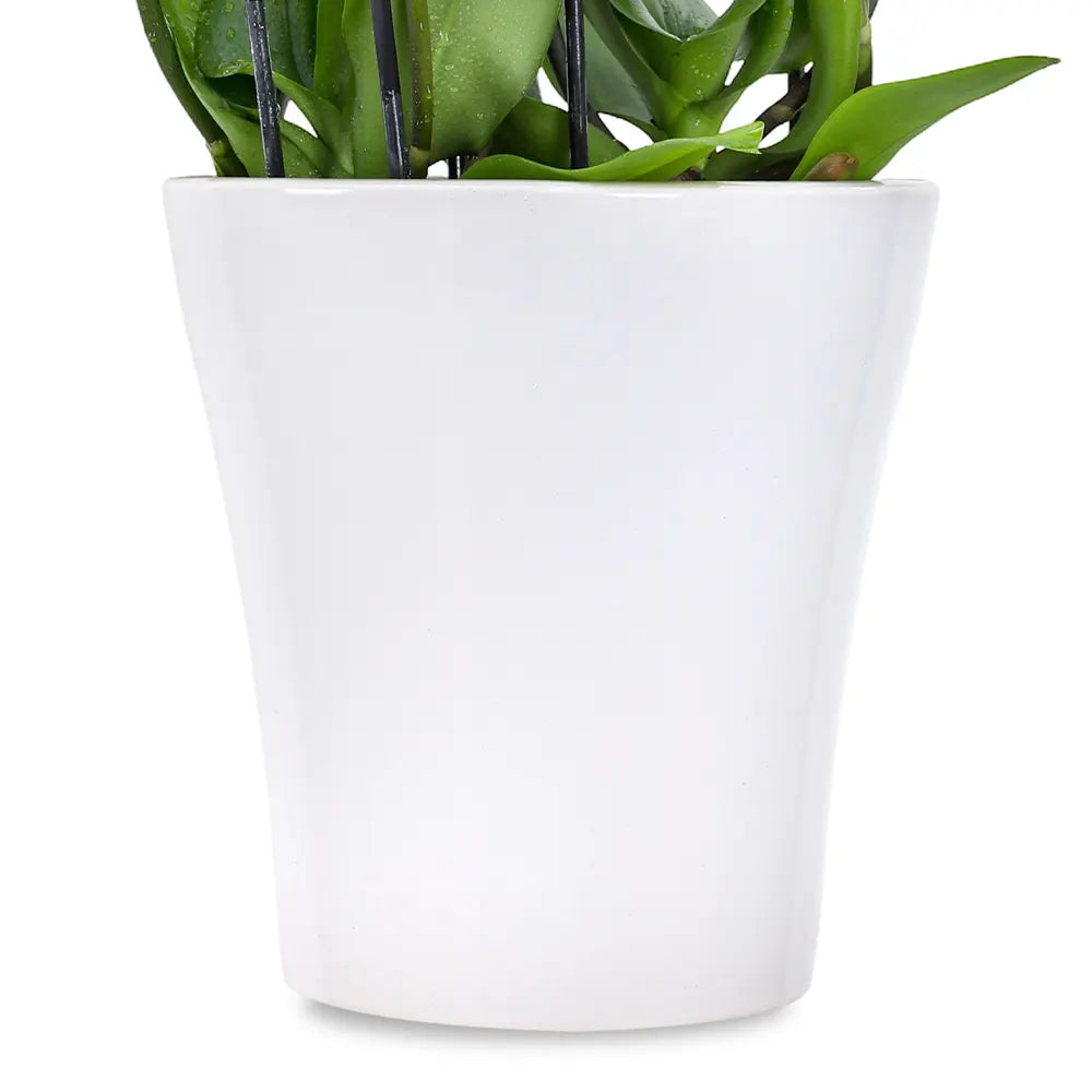 ORCHIDS IN WHITE POT