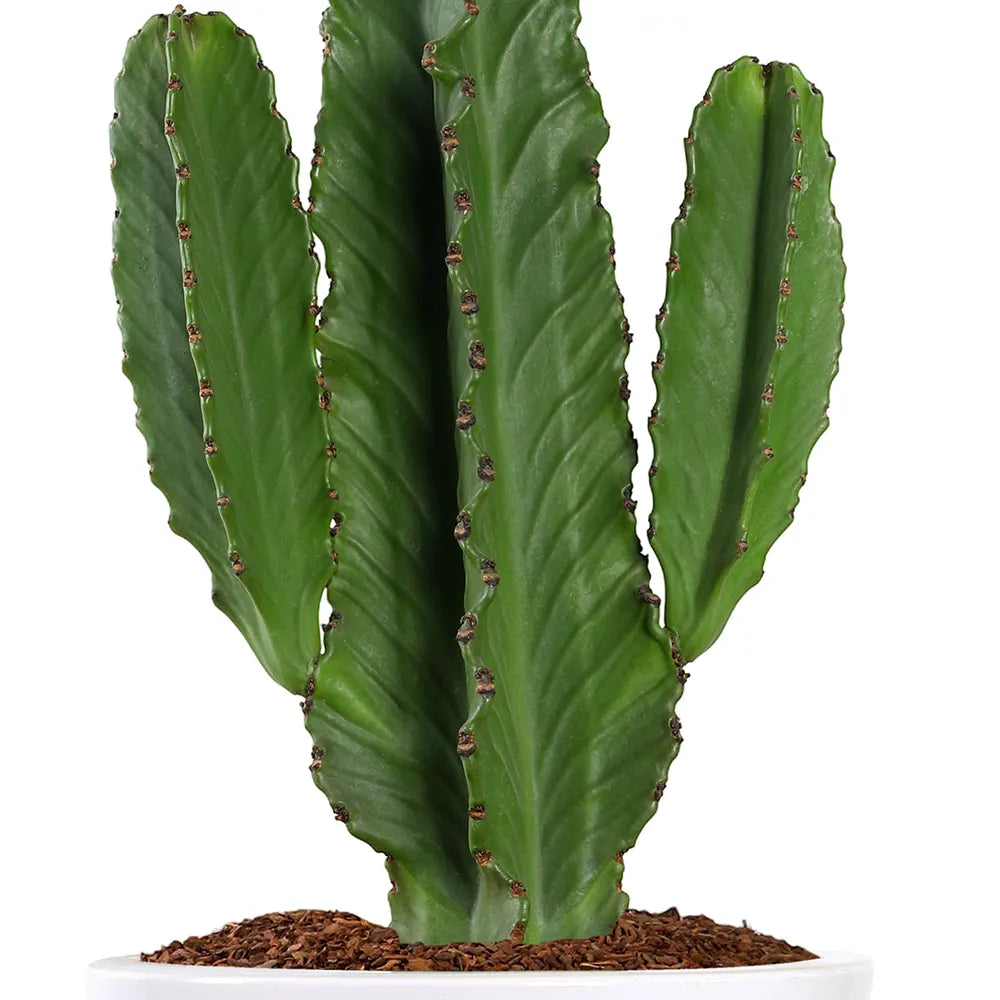 EUPHORBIA INGENS IN WHITE PLANTER