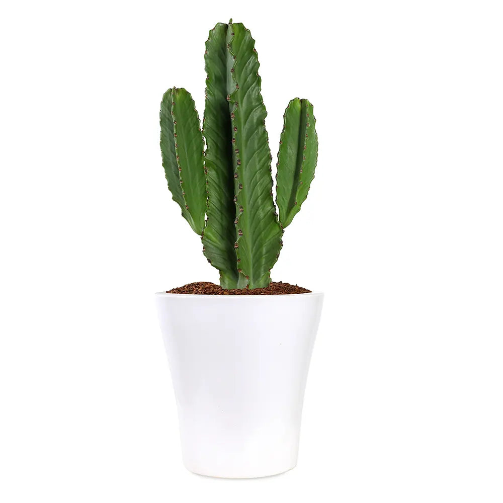 EUPHORBIA INGENS IN WHITE PLANTER