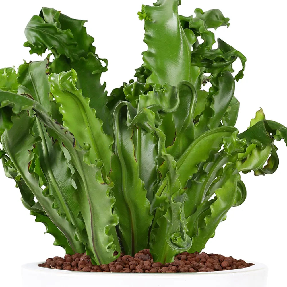 ASPLENIUM NIDUS IN WHITE CERAMIC POT