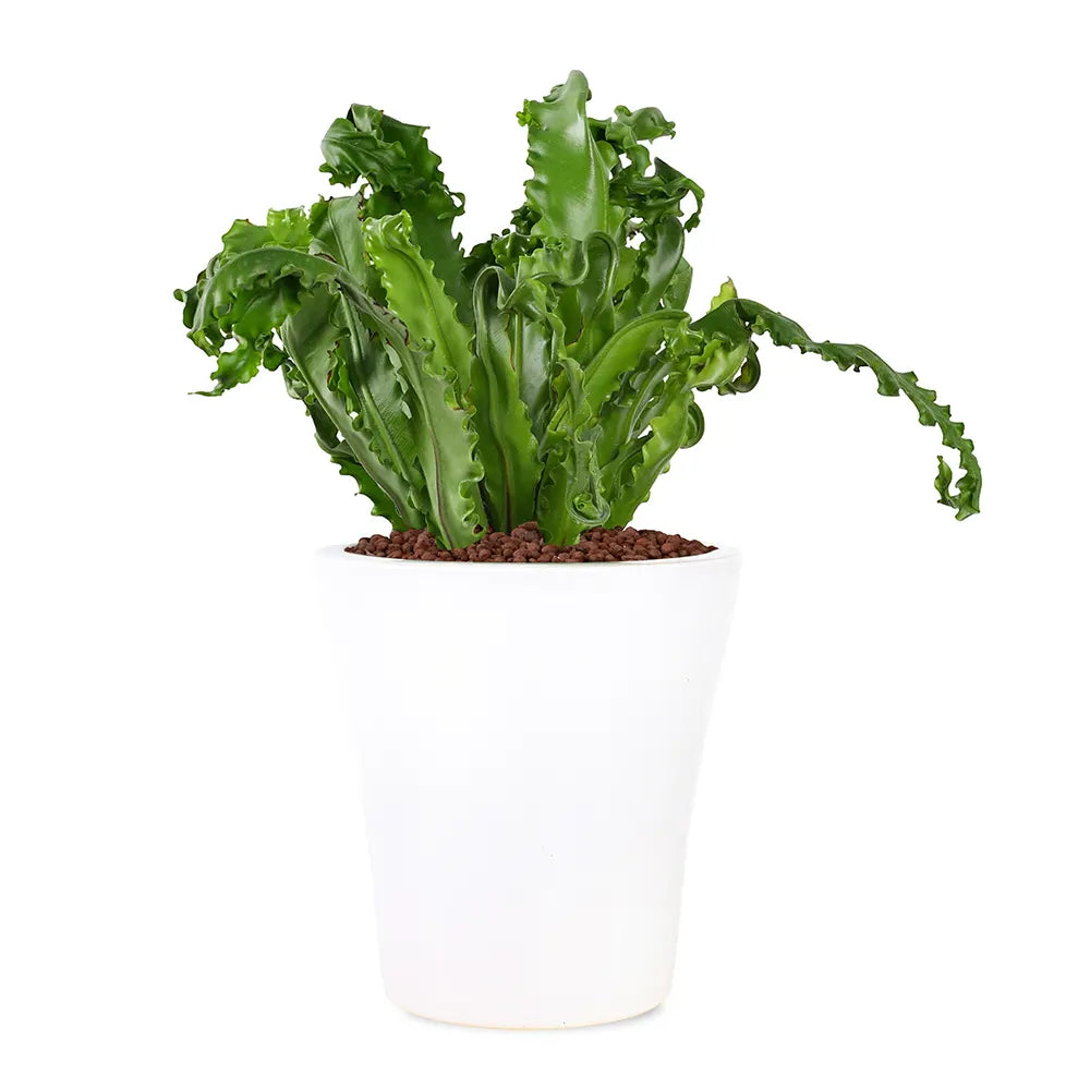 ASPLENIUM NIDUS IN WHITE CERAMIC POT