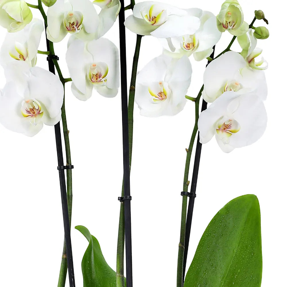 ORCHIDS IN WHITE POT