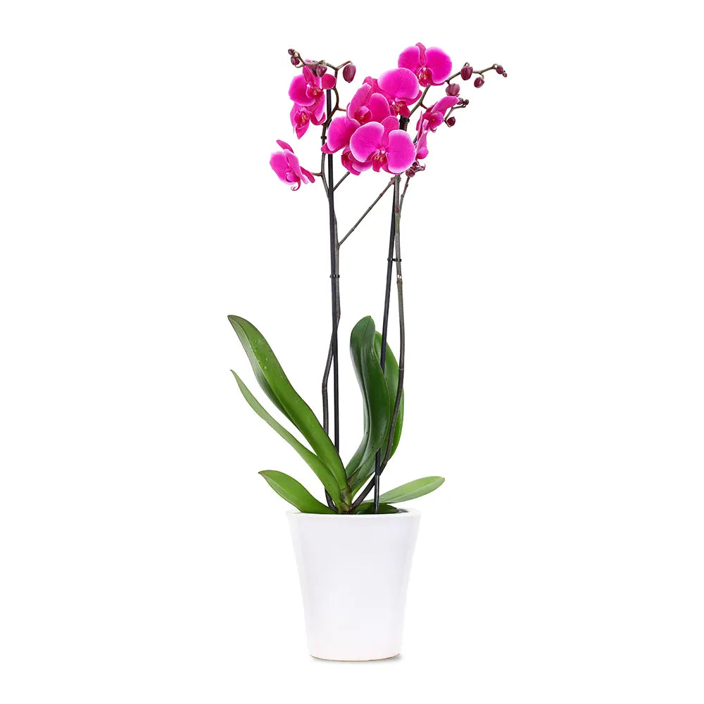 PINK ORCHIDS IN WHITE POT