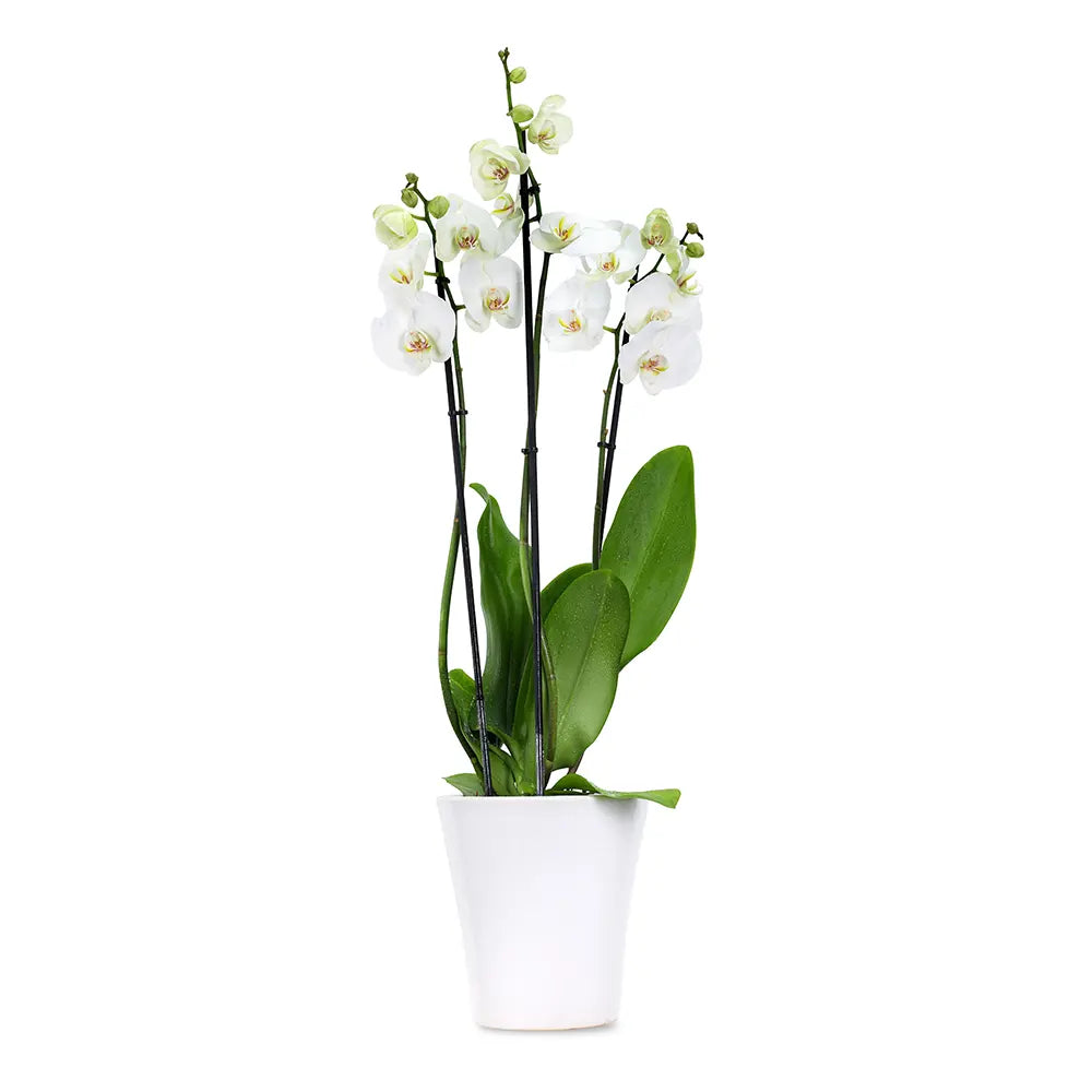 ORCHIDS IN WHITE POT