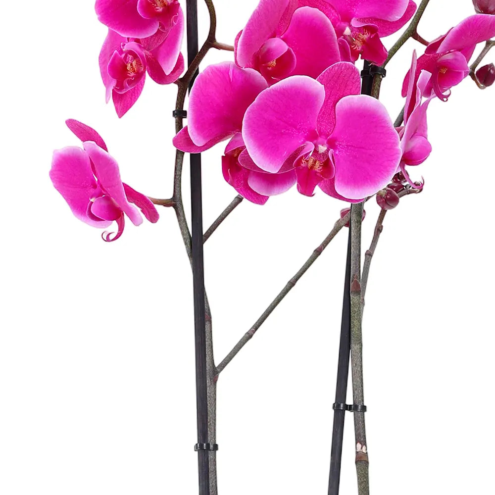 PINK ORCHIDS IN WHITE POT