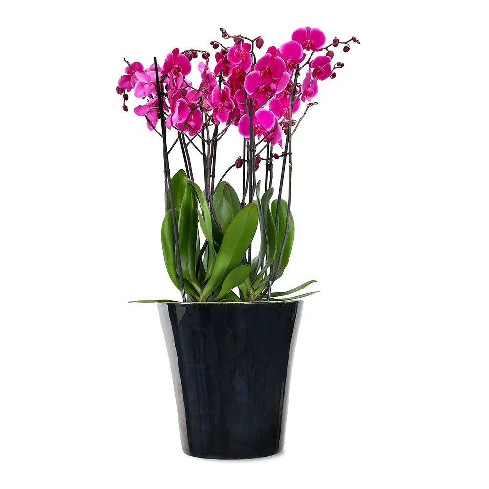PINK ORCHIDS IN BLACK POT