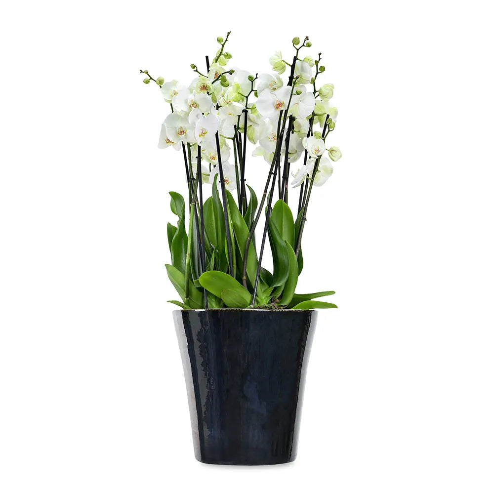 ORCHIDS IN BLACK POT