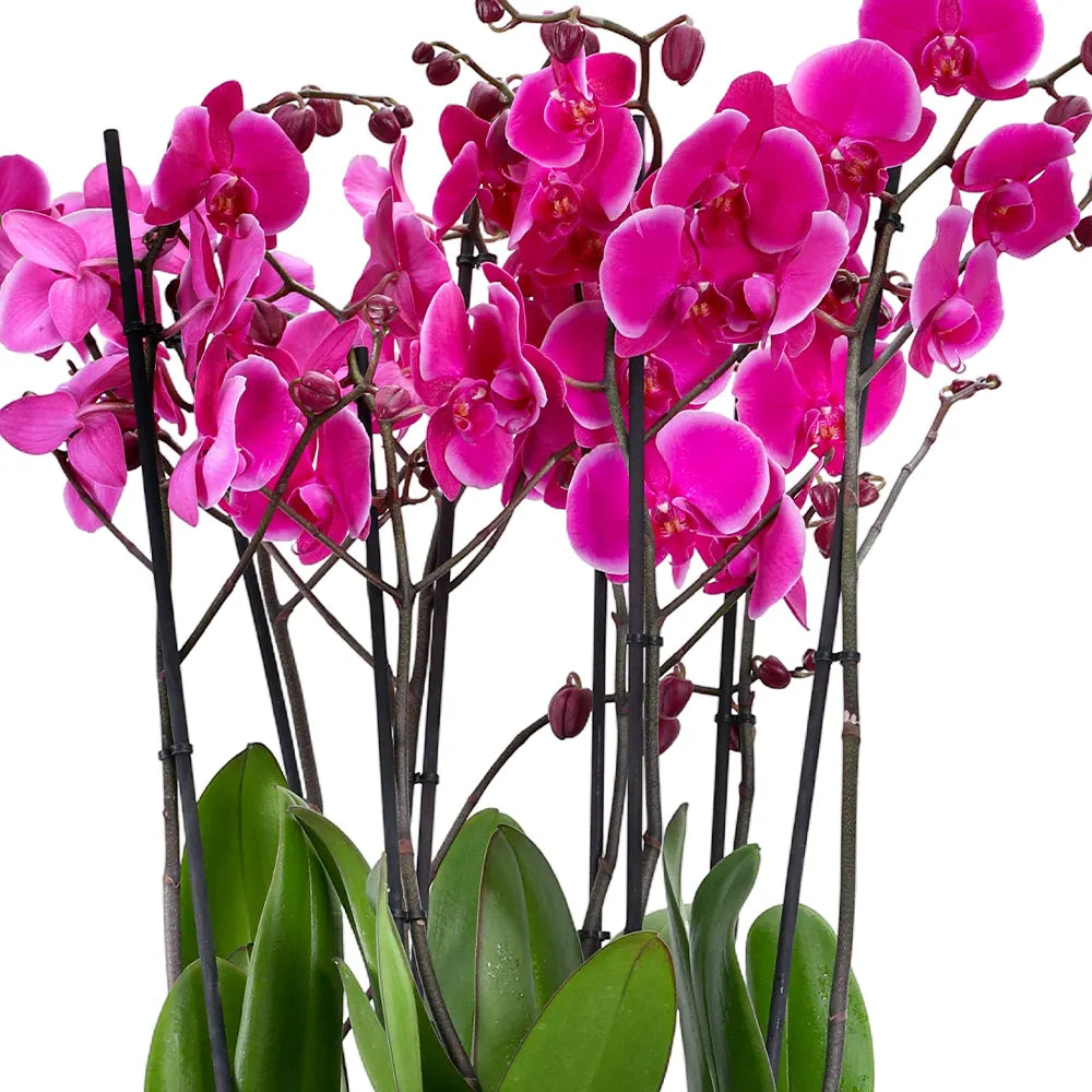 PINK ORCHIDS IN BLACK POT