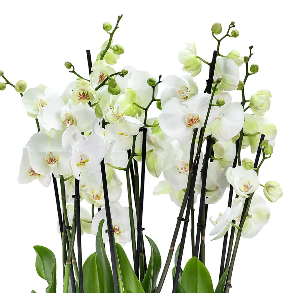 ORCHIDS IN BLACK POT