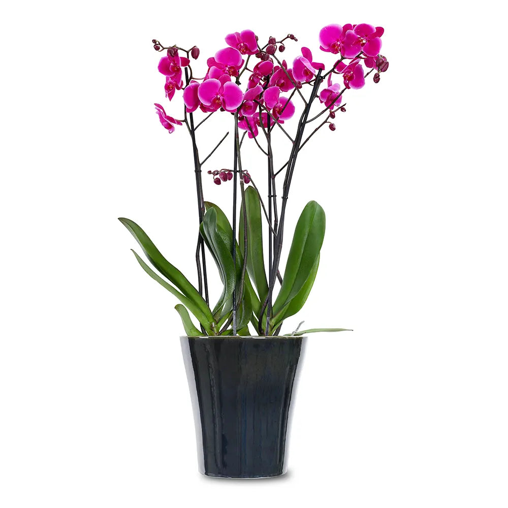 PINK ORCHIDS IN BLACK POT