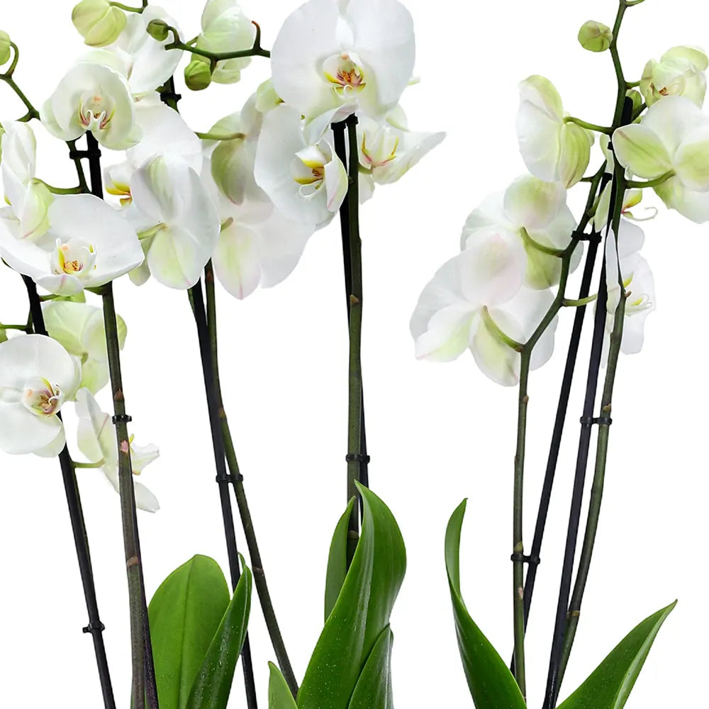 ORCHIDS IN BLACK POT