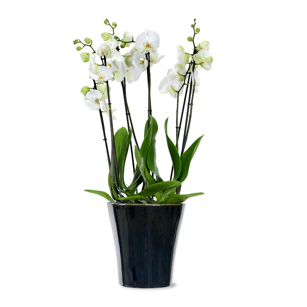 ORCHIDS IN BLACK POT