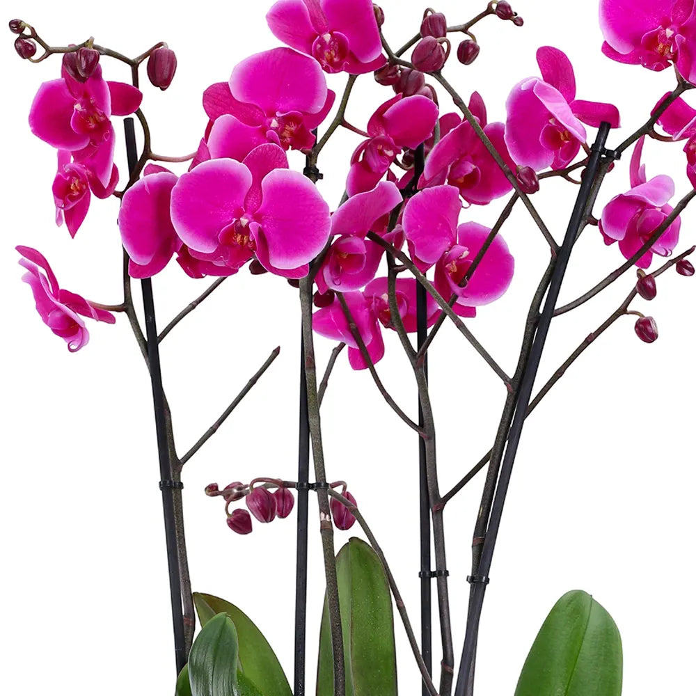 PINK ORCHIDS IN BLACK POT
