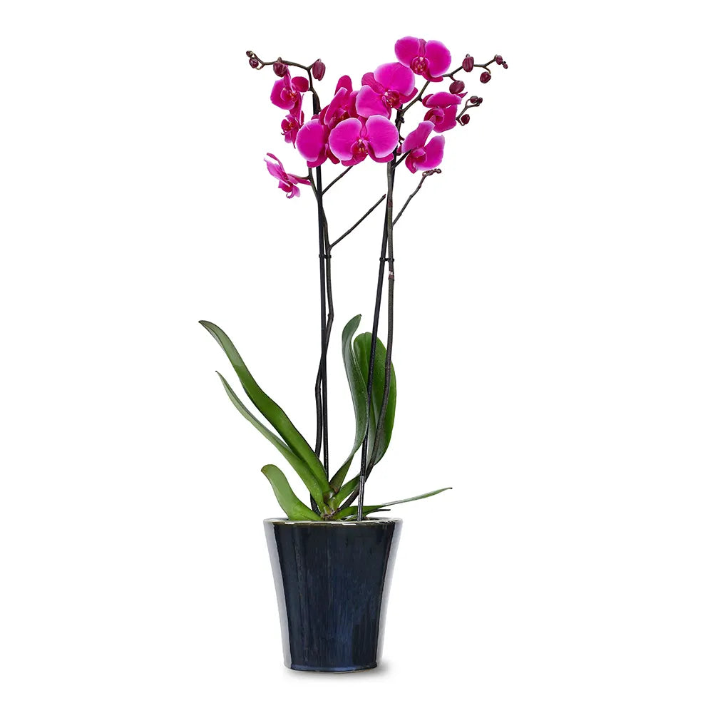 PINK ORCHIDS IN BLACK POT