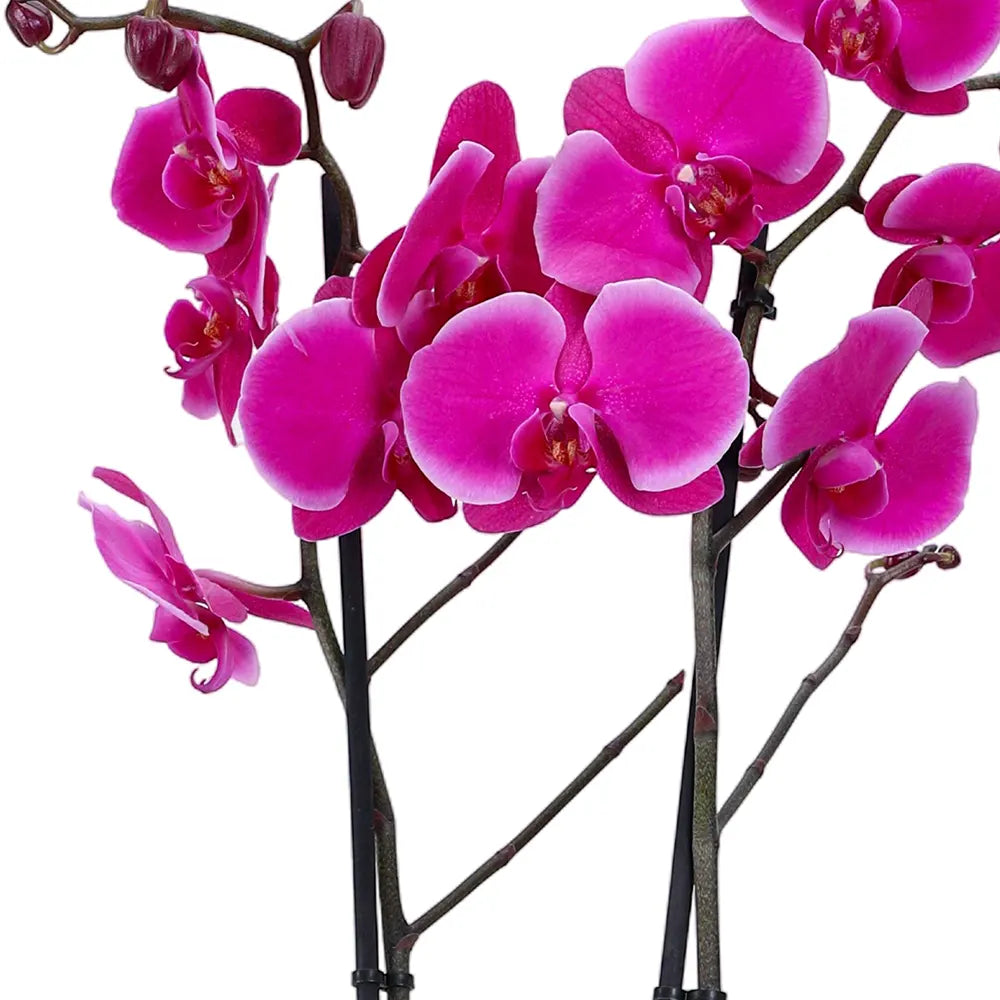 PINK ORCHIDS IN BLACK POT