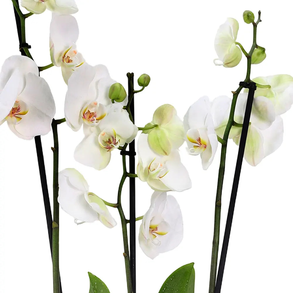 ORCHIDS IN BLACK POT