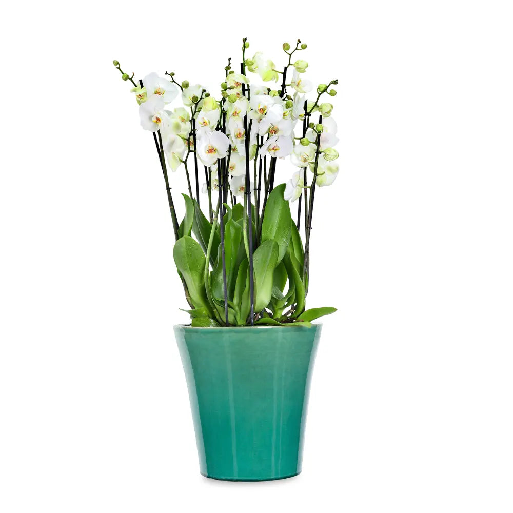ORCHIDS IN GREEN POT