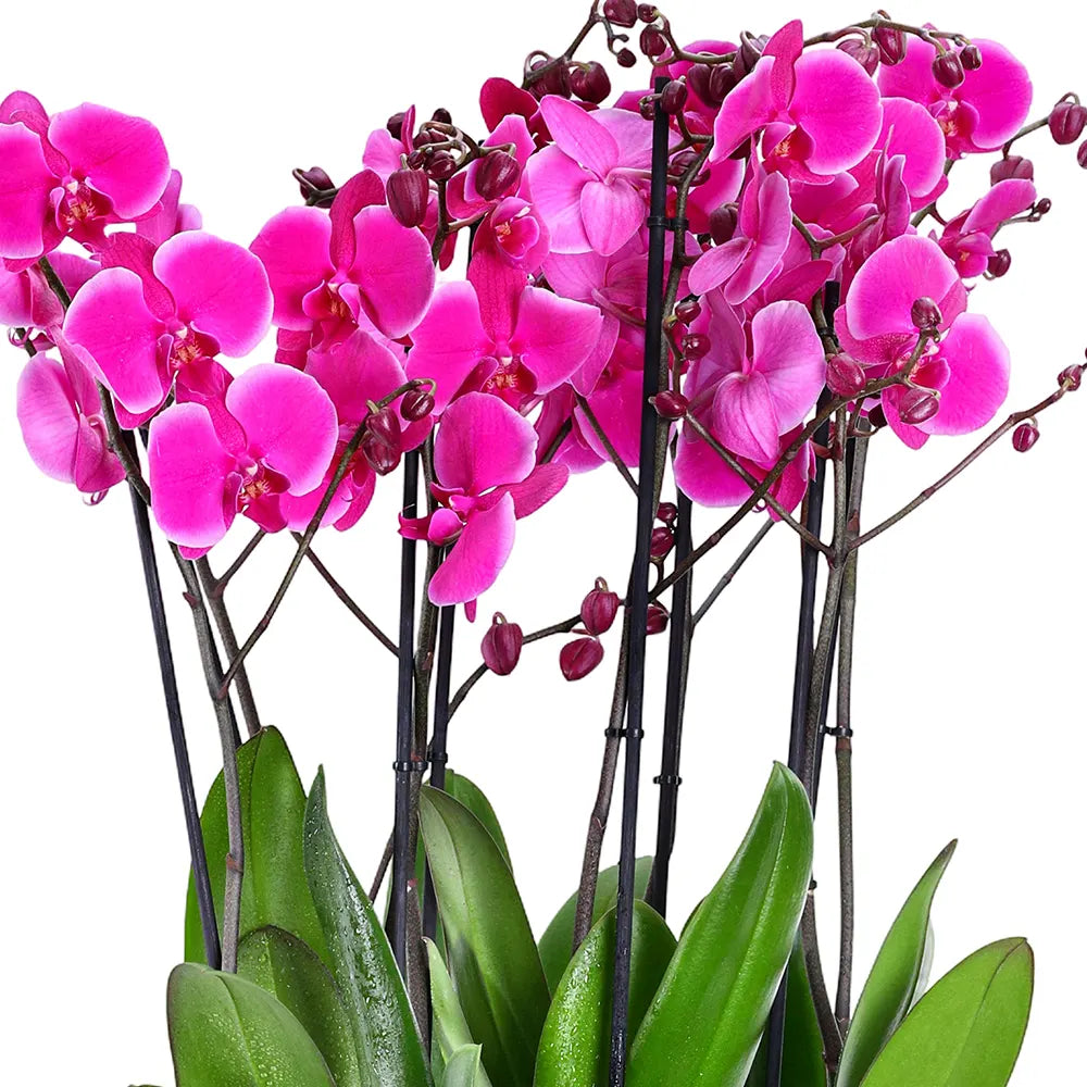 PINK ORCHIDS IN GREEN POT