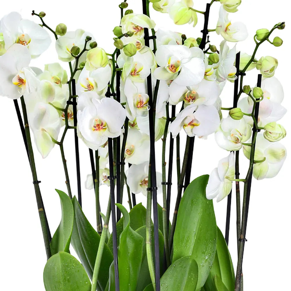 ORCHIDS IN GREEN POT