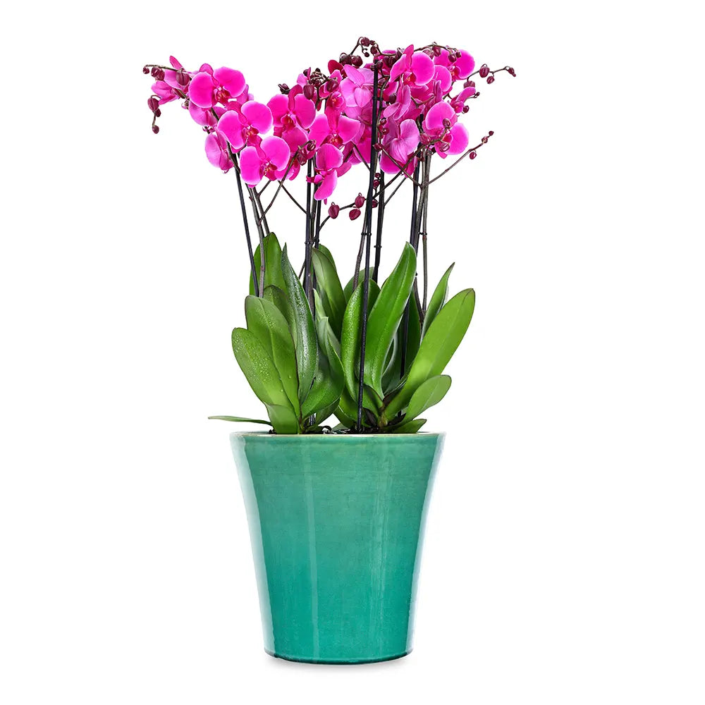 PINK ORCHIDS IN GREEN POT