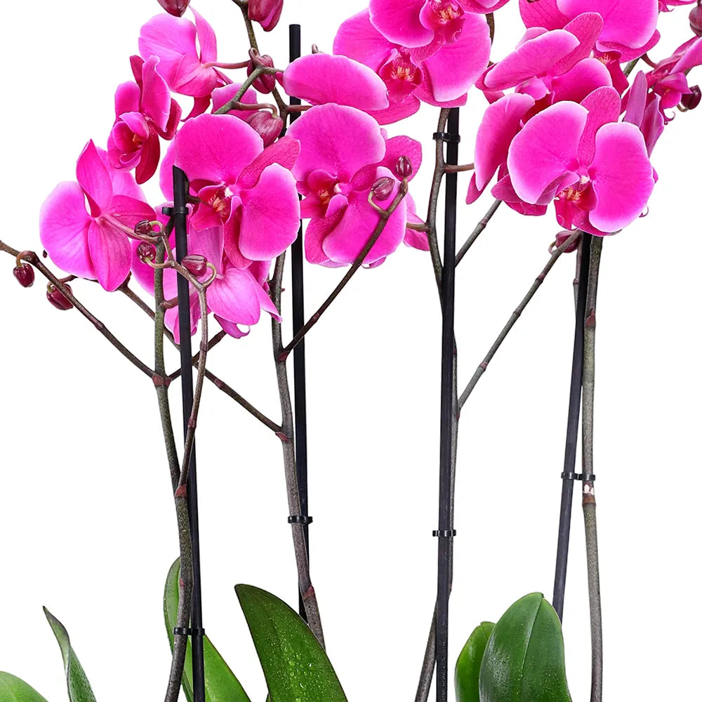 PINK ORCHIDS IN GREEN POT