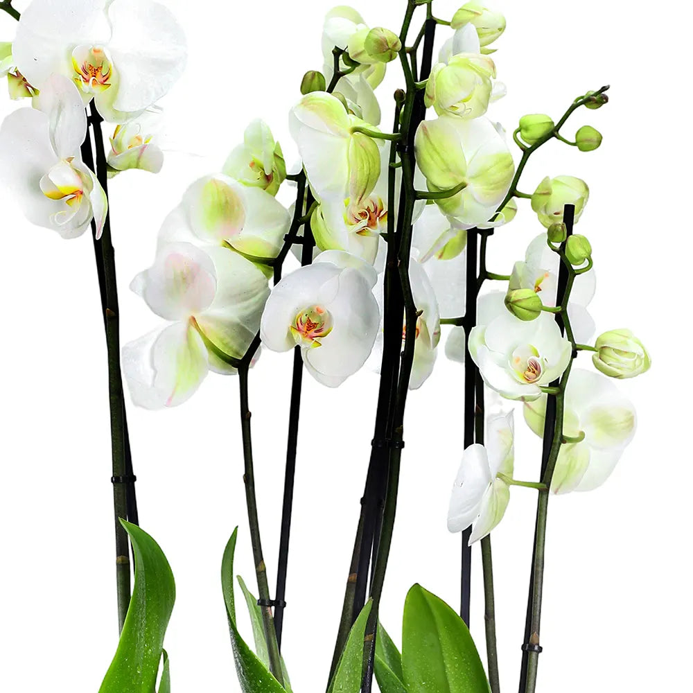 ORCHIDS IN GREEN POT