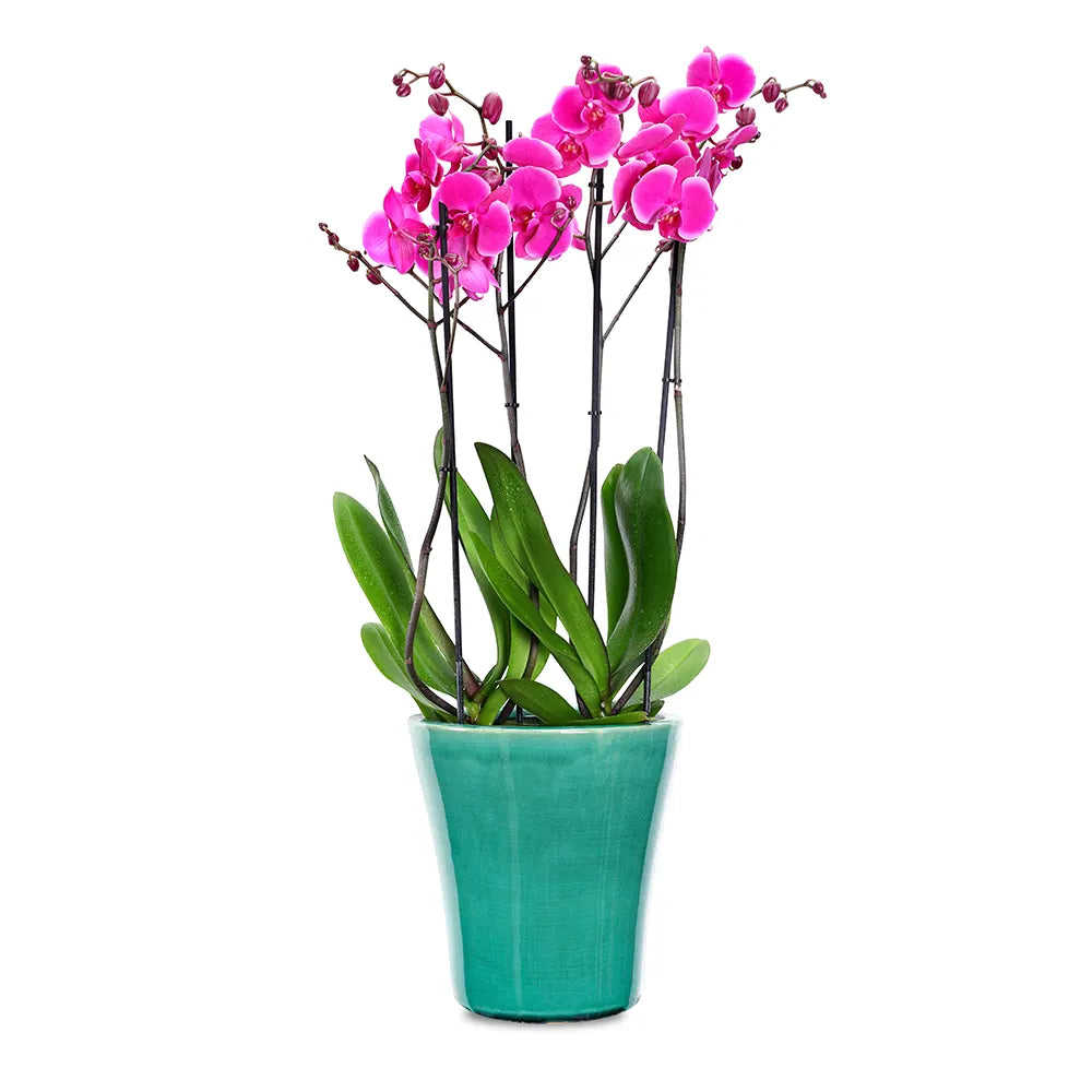 PINK ORCHIDS IN GREEN POT