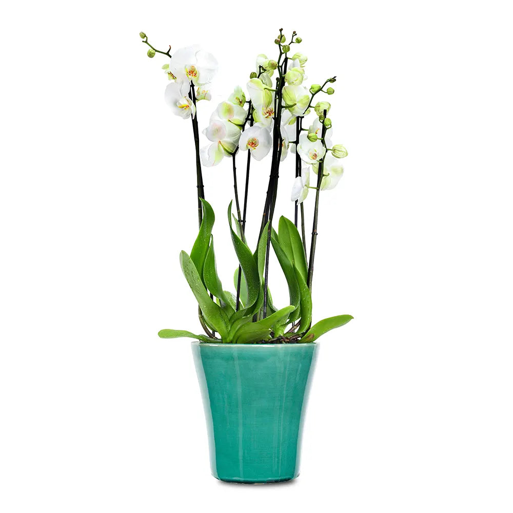 ORCHIDS IN GREEN POT