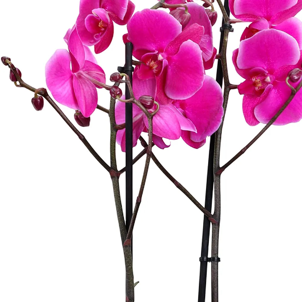 PINK ORCHIDS IN GREEN POT