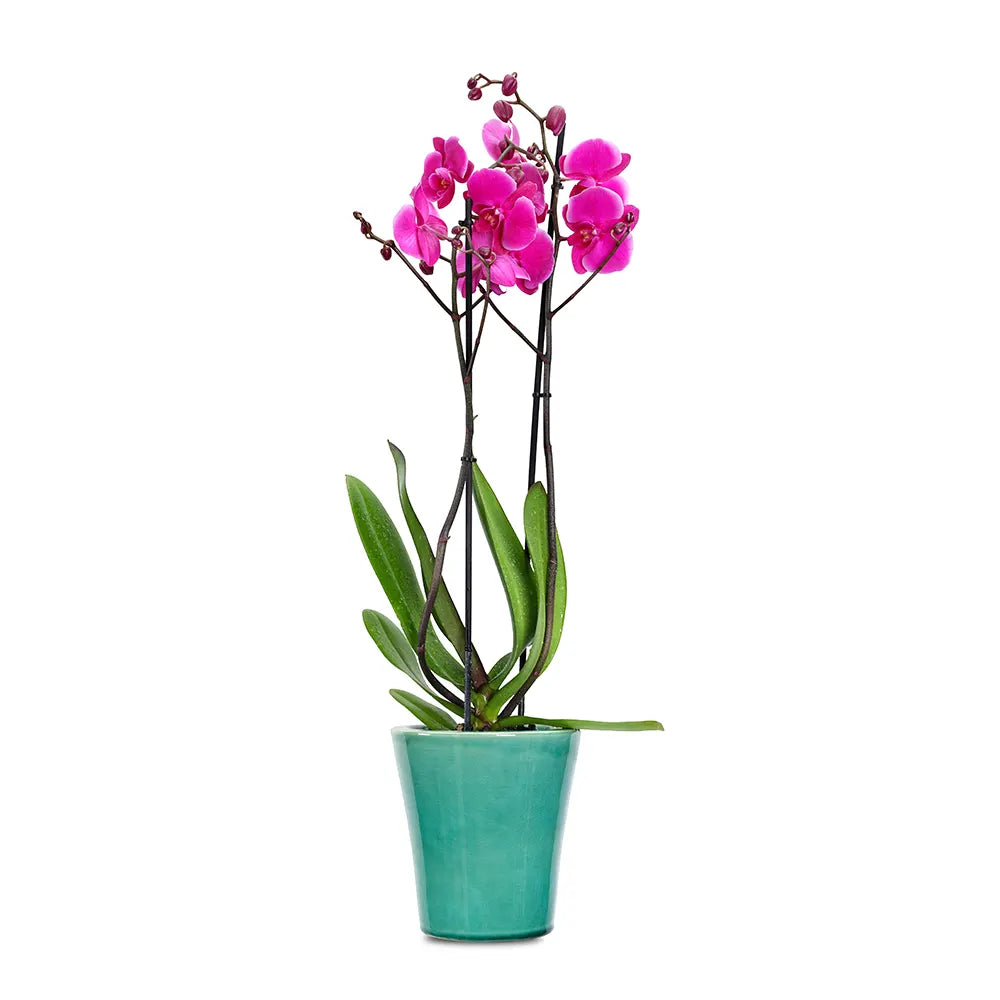 PINK ORCHIDS IN GREEN POT