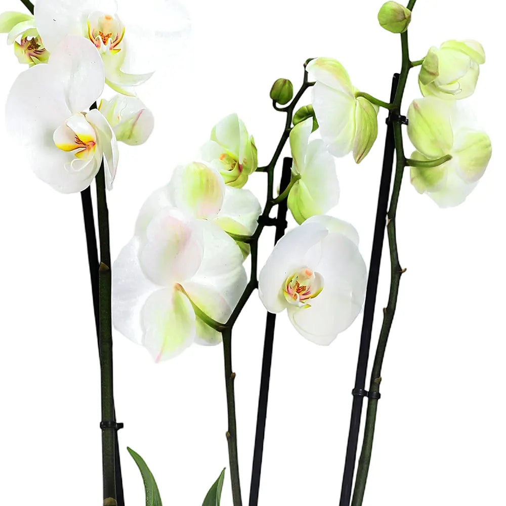 ORCHIDS IN GREEN POT