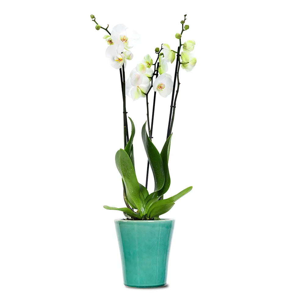 ORCHIDS IN GREEN POT