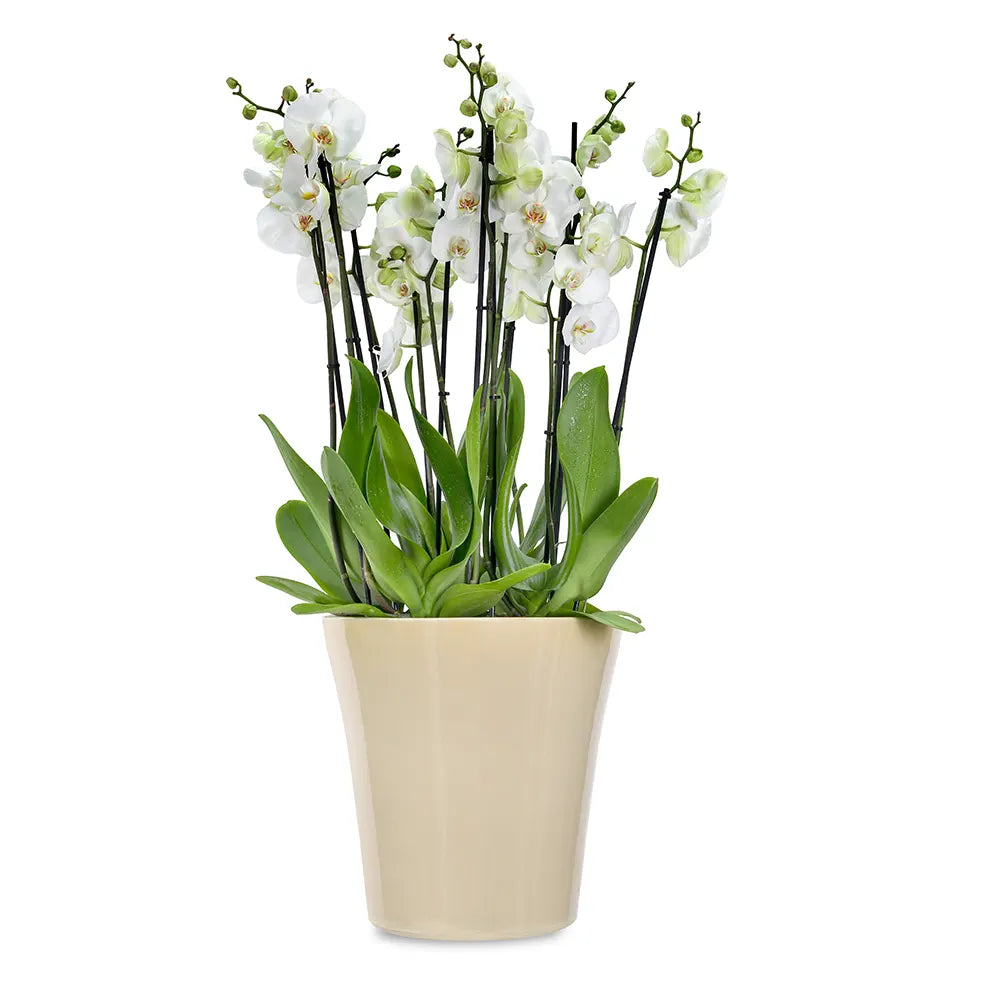 ORCHIDS IN BEIGE POT