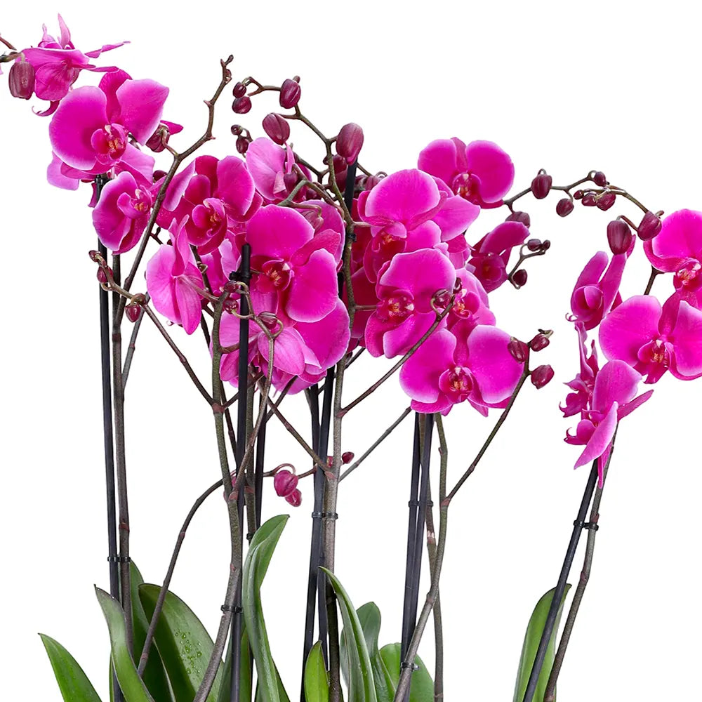 PINK ORCHIDS IN BEIGE POT