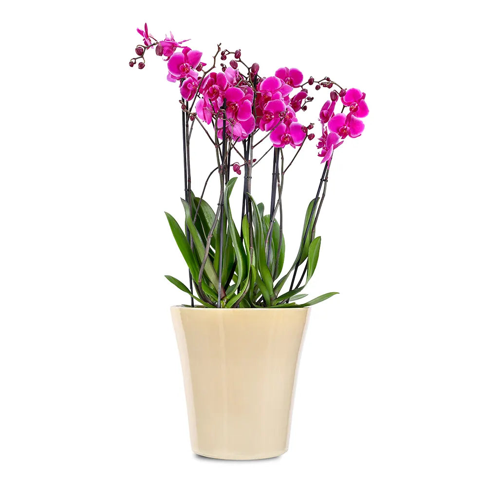 PINK ORCHIDS IN BEIGE POT
