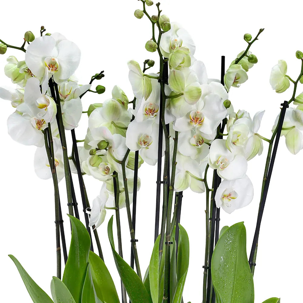 ORCHIDS IN BEIGE POT