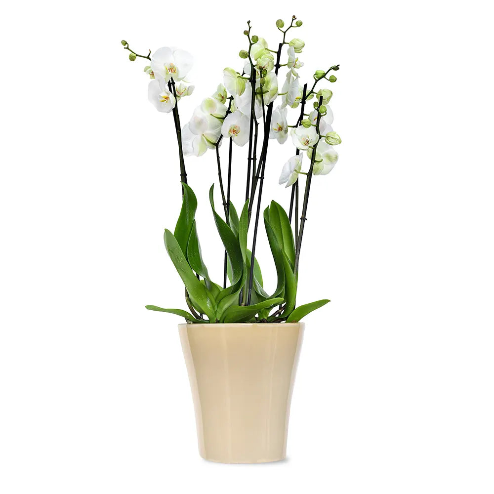 ORCHIDS IN BEIGE POT