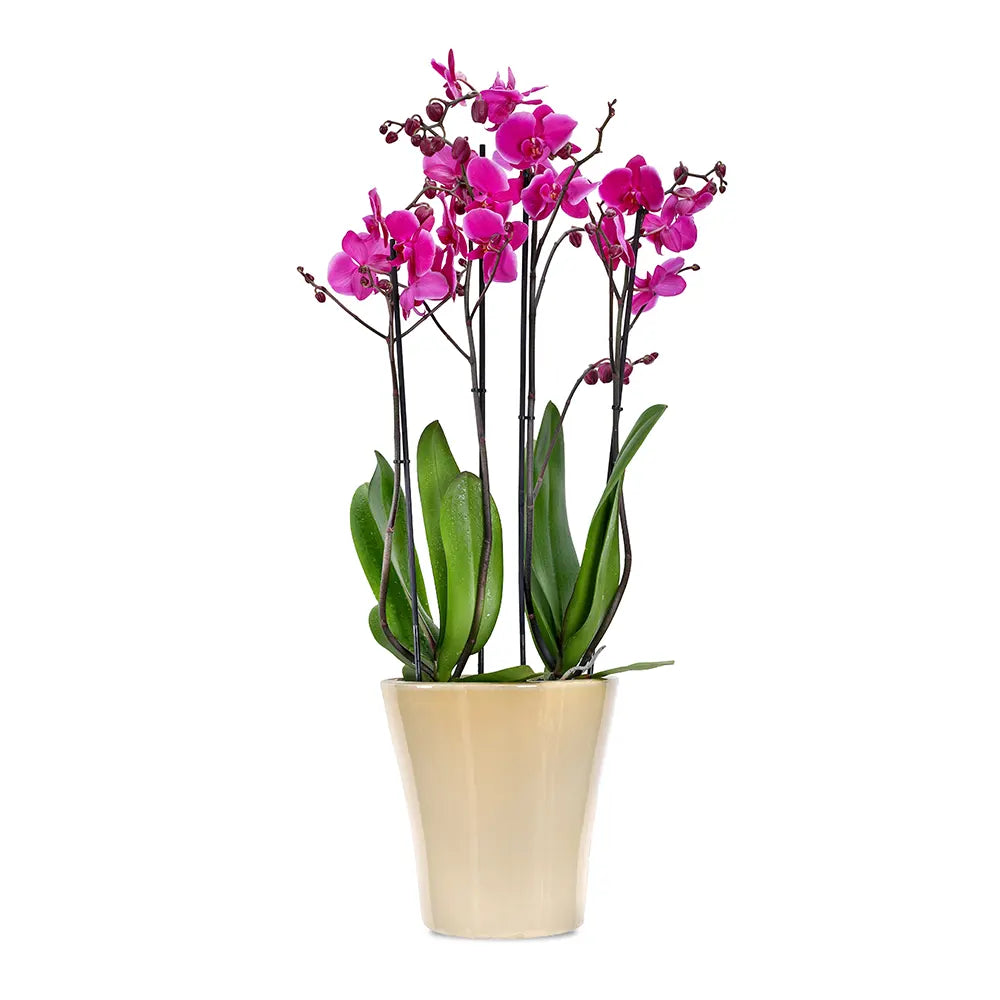 PINK ORCHIDS IN BEIGE POT