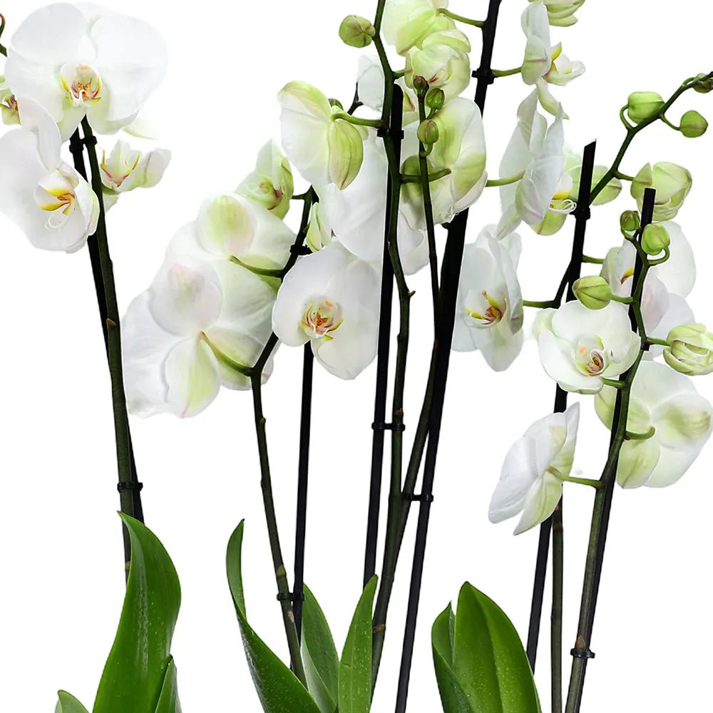 ORCHIDS IN BEIGE POT