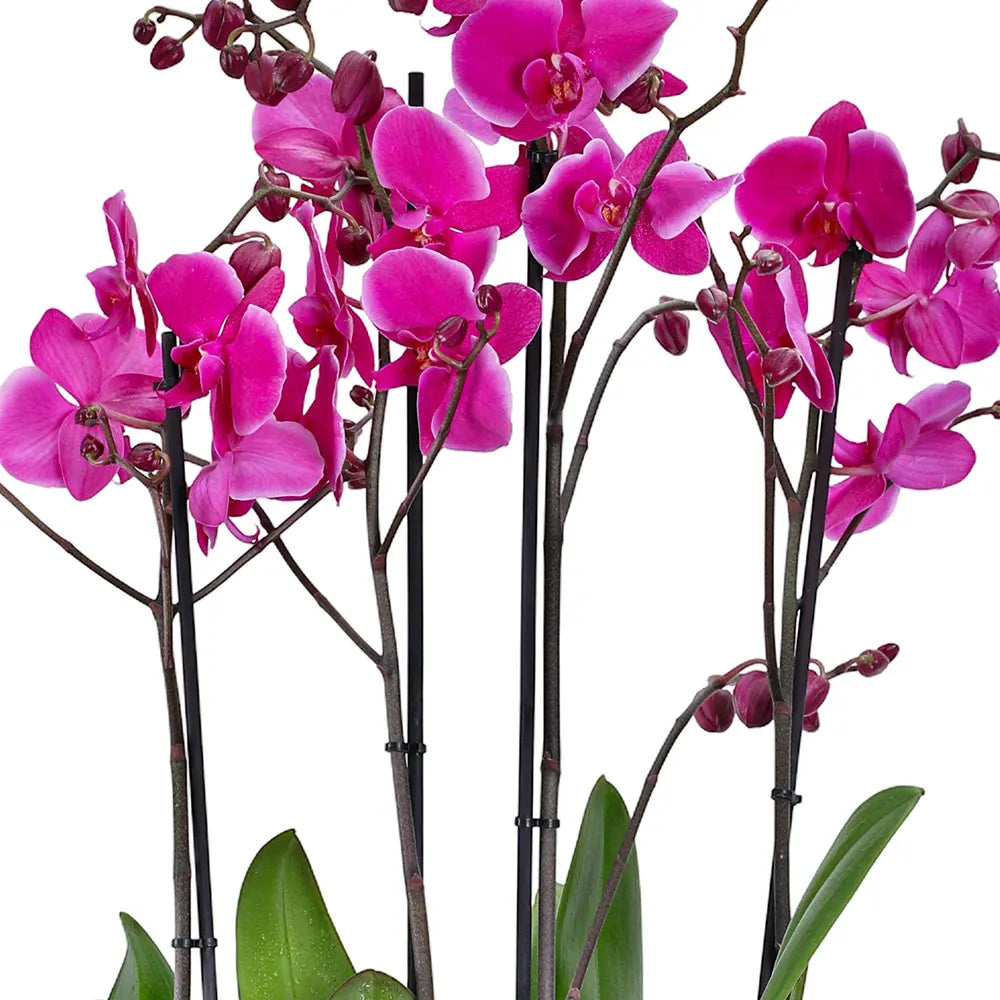 PINK ORCHIDS IN BEIGE POT