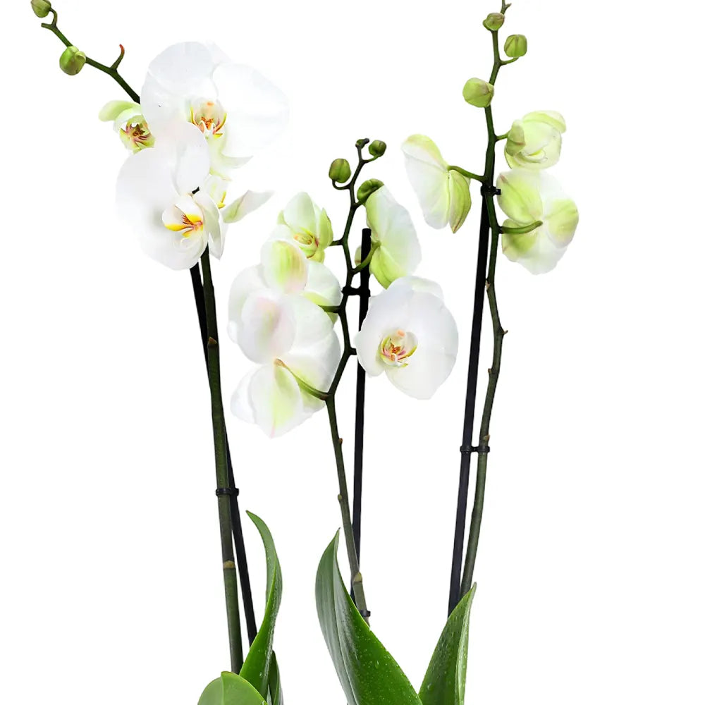 ORCHIDS IN BEIGE POT